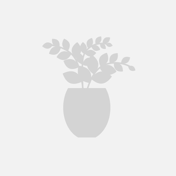 [Beispiel] Zimmerpflanze Calathea